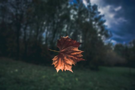 Brown Dried Leaf photo