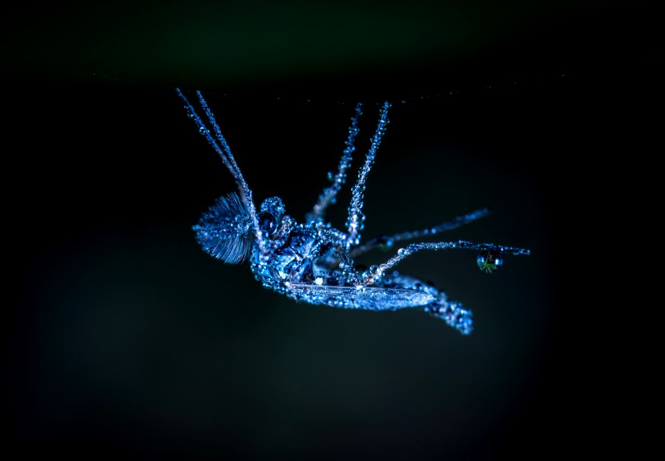 Macro Shot Of Gray Crawling Insect