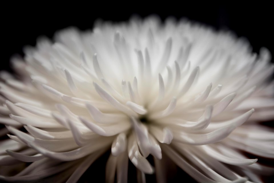 Selective Focus Photography Of White Petaled Flower