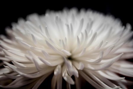 Selective Focus Photography Of White Petaled Flower photo