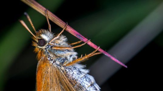 Macro Photography Of Brown Moth photo