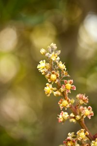 Shallow Focus Photography Of Yellow And Pink Flowers photo
