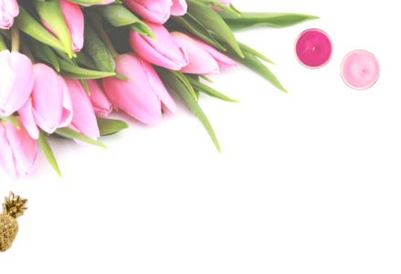 Pink Tulip Flowers With White Background photo
