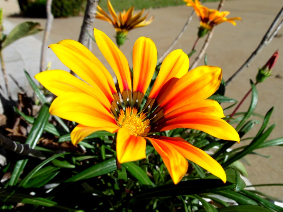 Shallow Focus Photography Of Yellow Petal Flower
