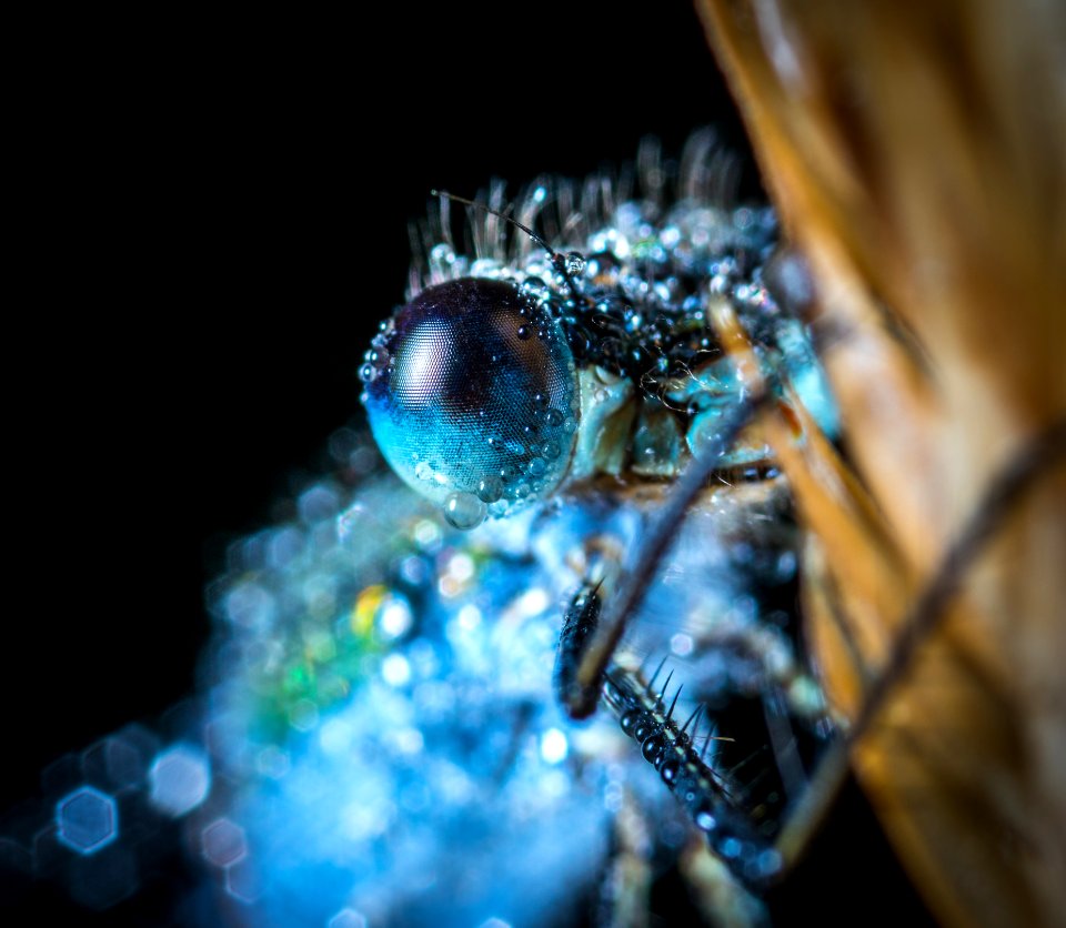 Blue Damselfly Macro Photography