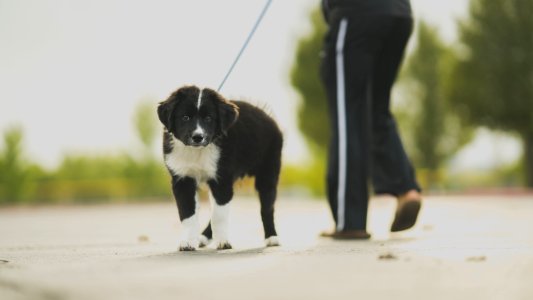 White And Black Border Collie Puppy Walk Beside Person In Track Pants photo