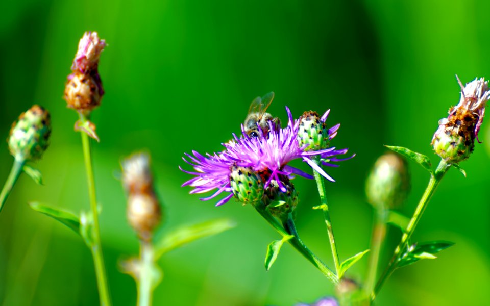 Microscopic Photo Of Purple Flower Buds