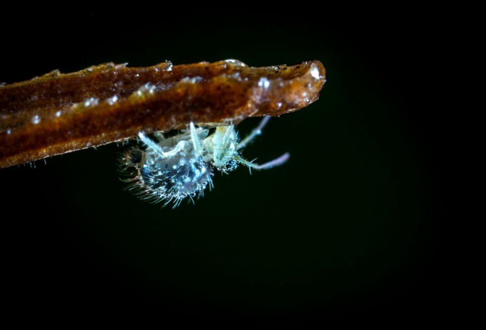 Tilt Shift Lens Photography Of Gray Insect