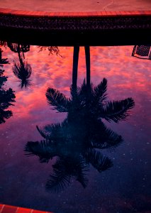 Reflection Of Two Coconut Tree On Body Of Water