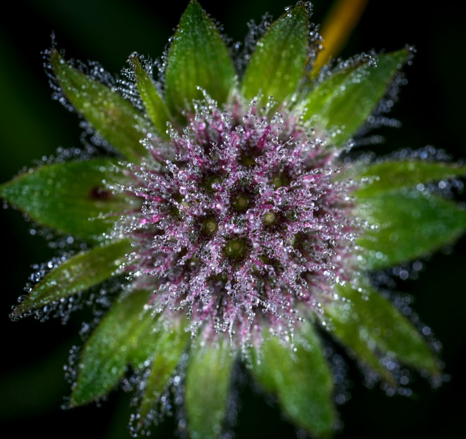 Close Up Photo Of Purple Flower With Dew