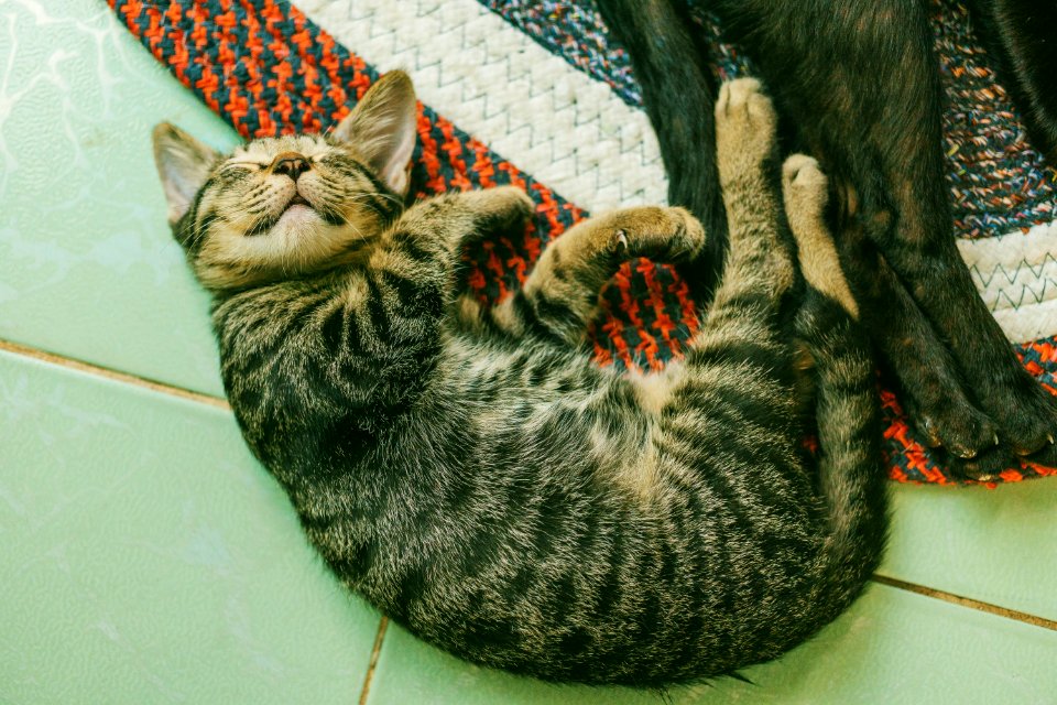 Photo Of Brown Tabby Cat On White Tile Floor