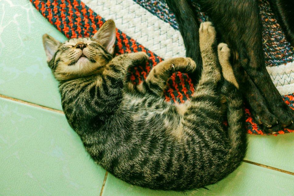 Photo Of Brown Tabby Cat On White Tile Floor photo