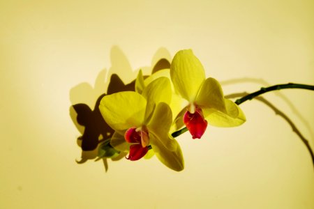 Close-up Photo Of Orchids photo