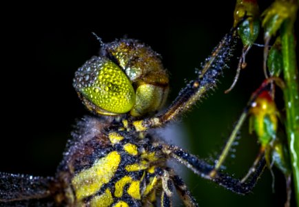 Macro Photography Of Dragonfly photo