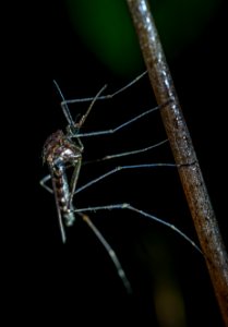 Black Mosquito Closeup Photo