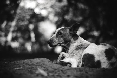 Grayscale Photography Of Adult Short-coated Dog photo