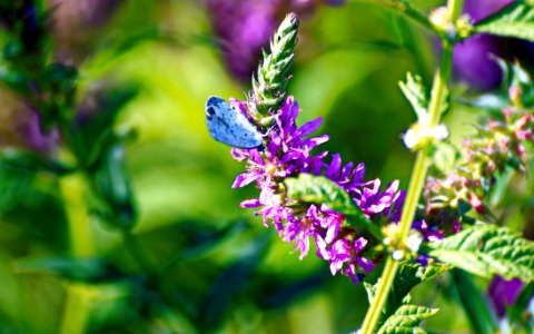 Purple Petaled Flower With Blue Butterfly photo