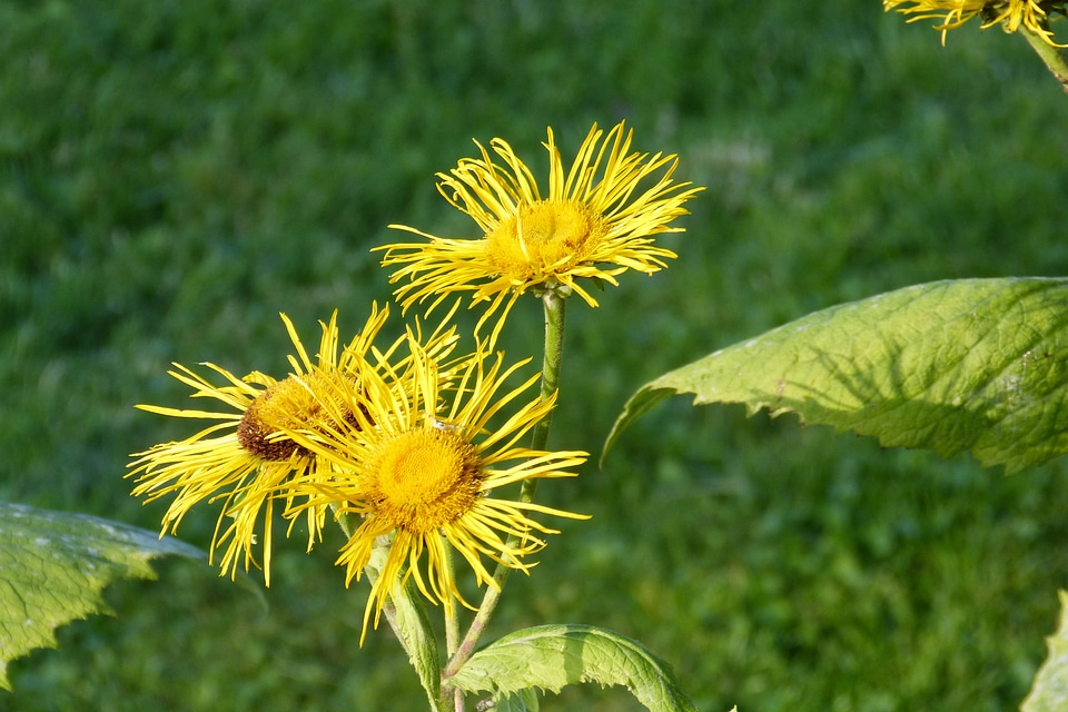 Iluna helenium composites medicinal plant