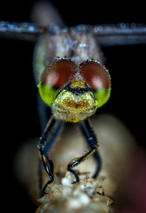 Dragonfly Macro Shot photo