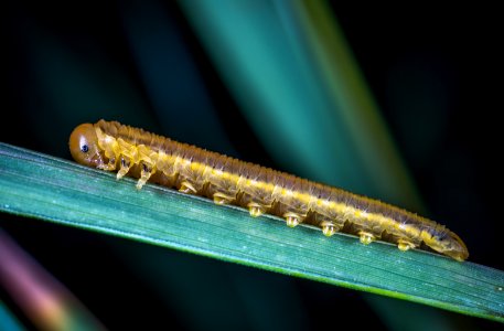 Brown Caterpillar Close-up Photography photo