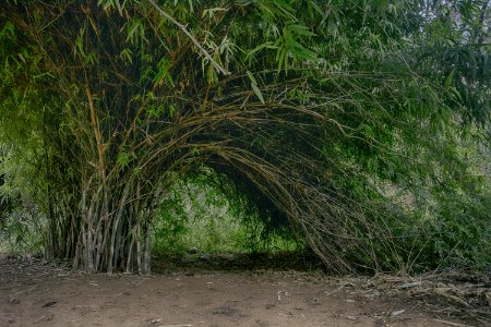 Brown And Green Bamboo Trees