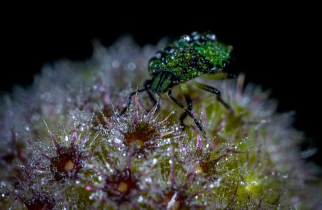 Green Bug On Flower Macro Photography photo