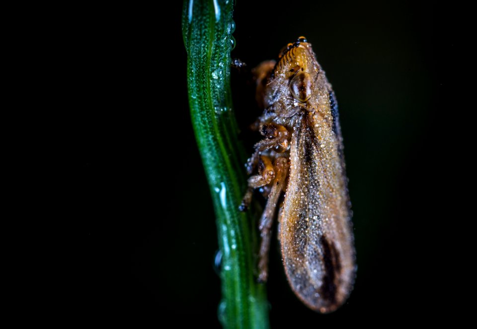 Macro Photography Of Froghopper