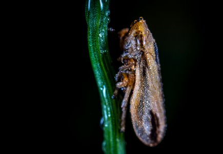 Macro Photography Of Froghopper
