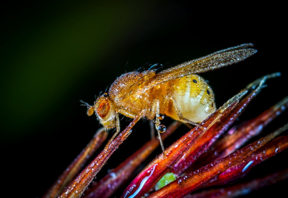 Yellow Winged Insect Close-up Photography