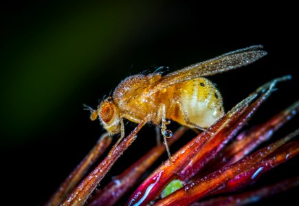Yellow Winged Insect Close-up Photography photo