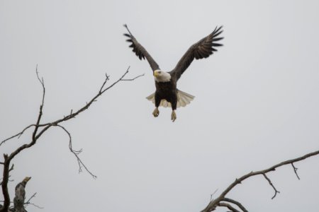Eagle In Flight photo