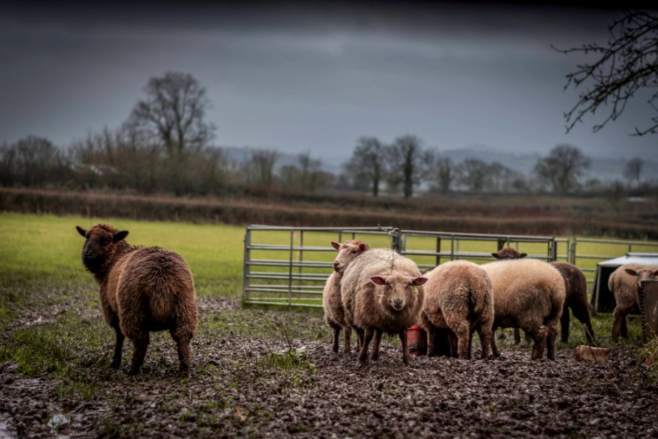 Herd Of Brown And Beige Sheep On Field Under Gray Sky