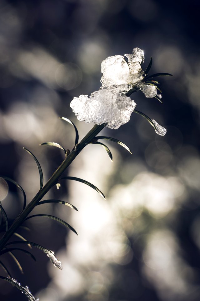 Plant Covered With Ice