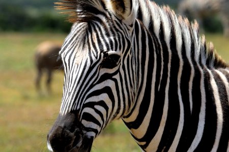 Selective Focus Photography Of Zebra photo