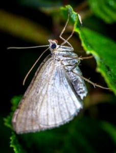 Gray Butterfly In Closeup Photo photo