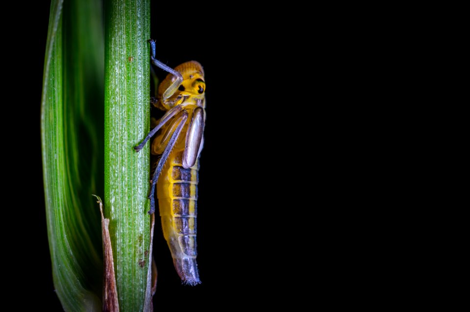 Grasshopper On Grass