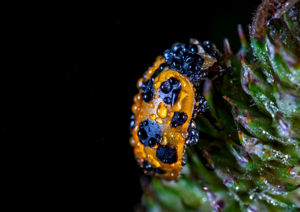 Animal Beetle Biology