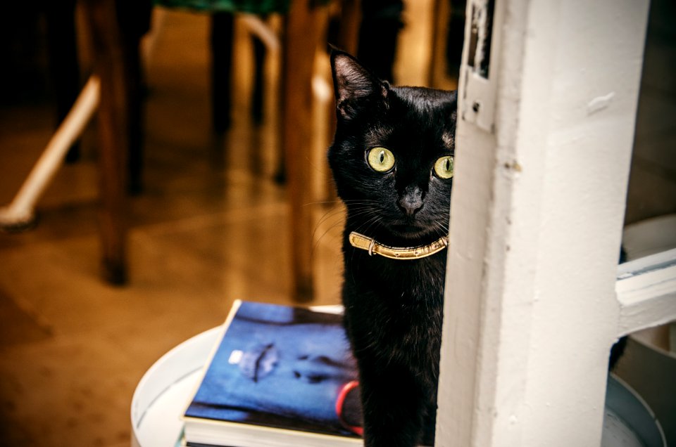 Close-Up Photography Of Black Cat