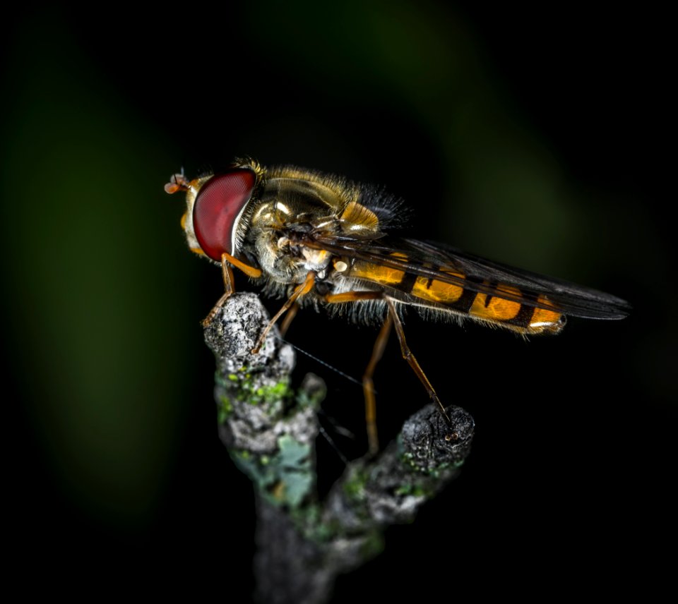 Brown And Black Flies