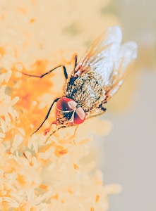 Close up nature insect photo