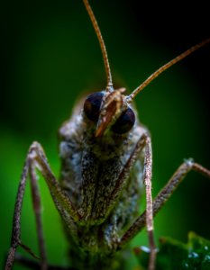 Brown Insect In Closeup Photo