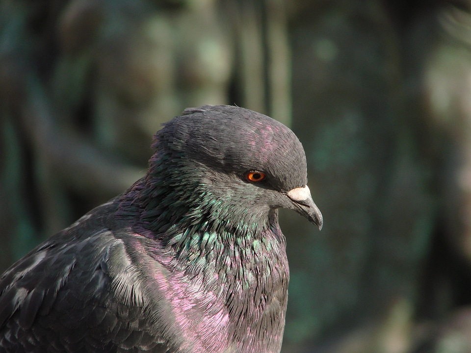 Standing animal bird pigeon photo
