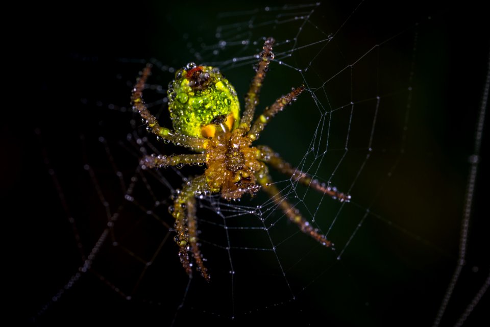Yellow And Green Spider