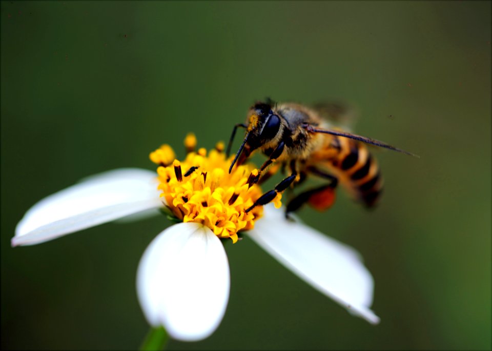 Macro Photography Of Bee