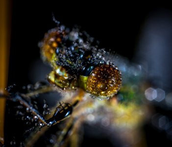 Animal Biology Blur