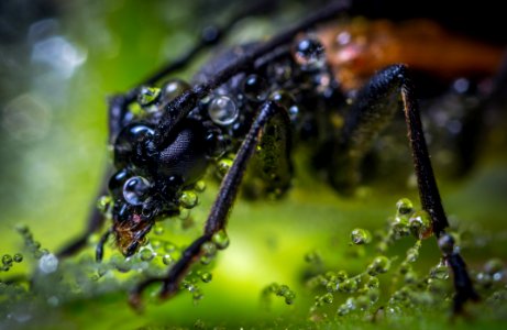 Macro Photography Of Brown Beetle With Dew Drops photo