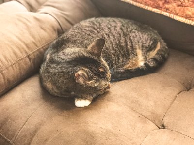 Silver Tabby Cat Sleeping On Gray Sofa photo