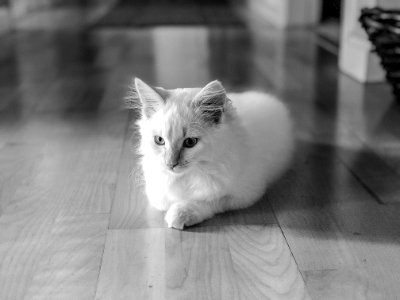 Silhouette Photo Of Cat Sitting On Floor photo