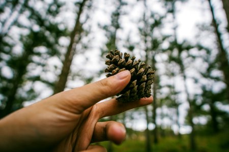 Photography Of Hand Holding A Pine Cone photo