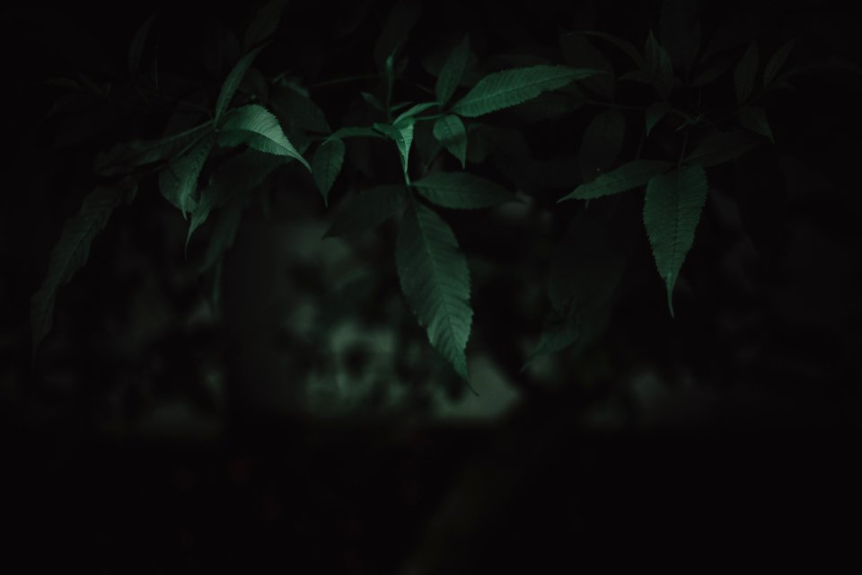 Close-Up Photography Of Leaves